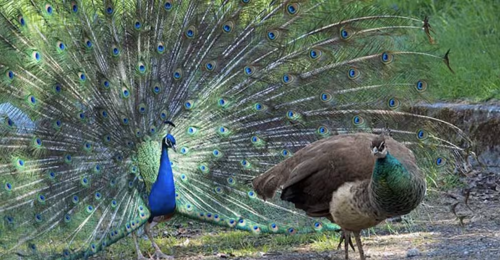 Peacock